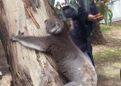 Koala at Kennett river