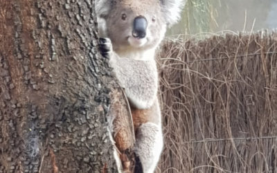 The best Australian Animals to see.