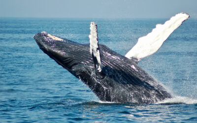 Where to see whales in Victoria