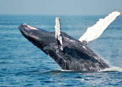 Whales Along Victoria coastline