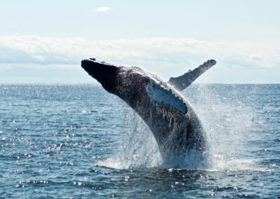 Whales Along Victoria coastline