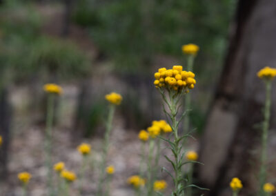 weather spring flowers