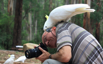 Birds of Victoria